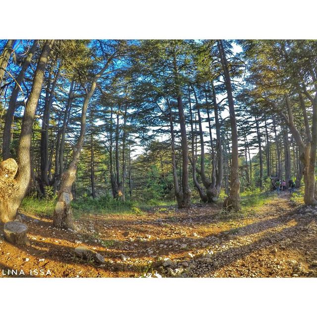 In a breath, a moment passes ...did you notice, did you embrace it or did... (Tannourine Cedars Nature Reserve)