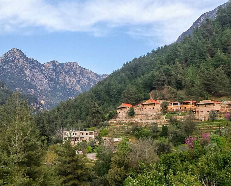 In a moment of peace 🍃🌳🌸🏡🗻🏡🌸🌳🍃... lebanon  spring  nature ... (Chouwen)