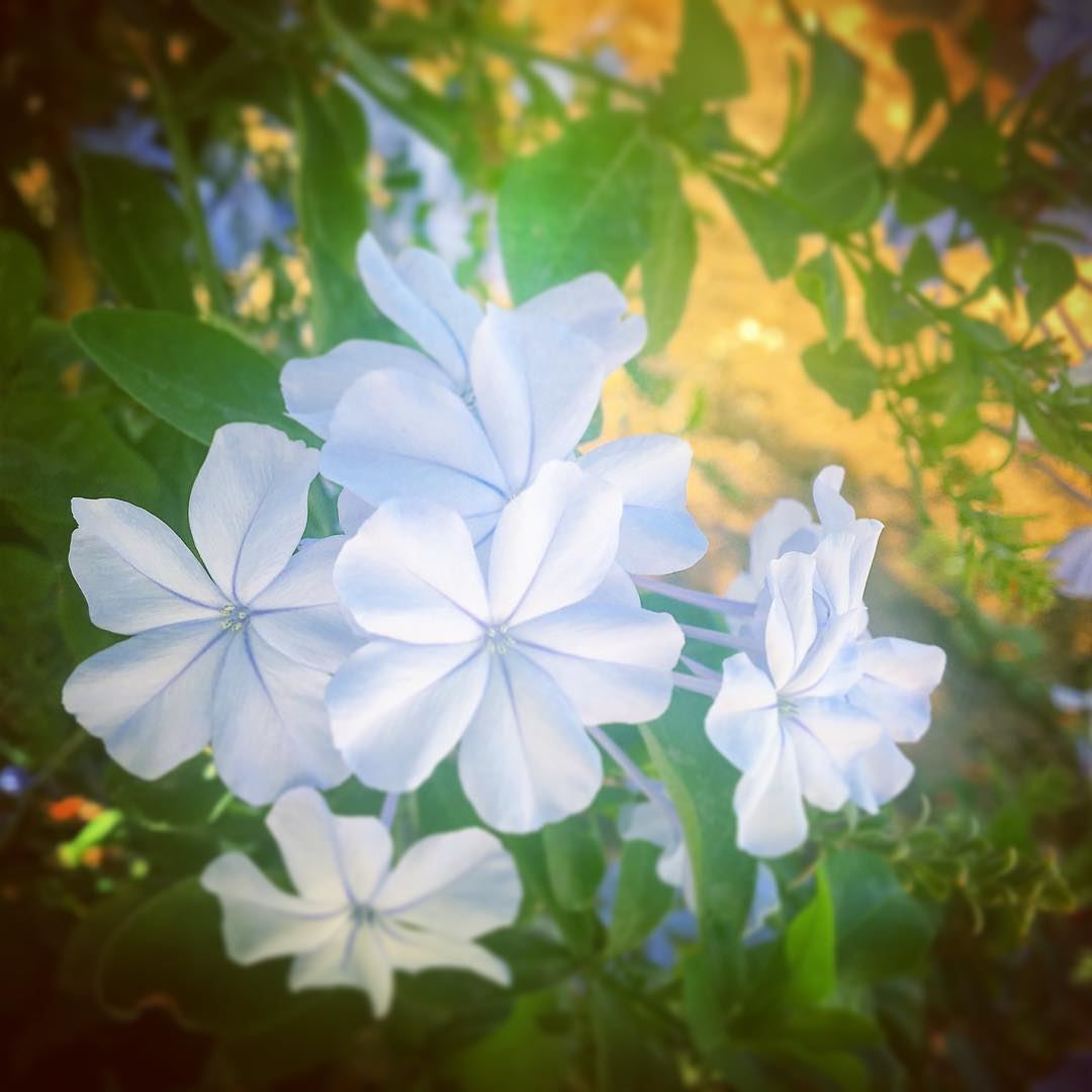 In joy or sadness, flowers are our constant friends. - Kozuko Okakura  ... (Ra'S Nhash, Liban-Nord, Lebanon)