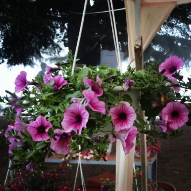 instagardenlovers flowers