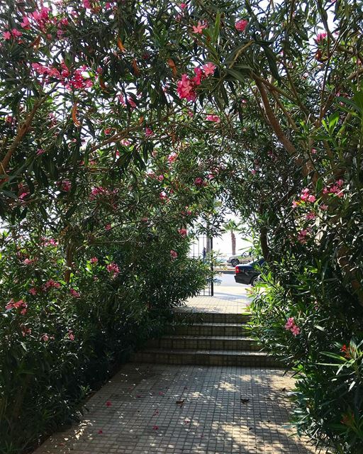 🌺🌺🌺.. instalebanon saida garden family picoftheday ... (Saïda, Al Janub, Lebanon)