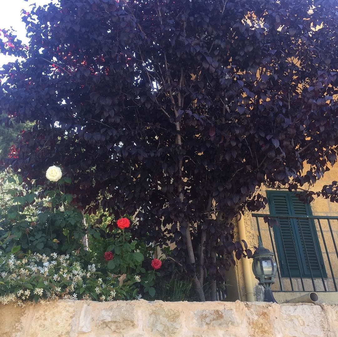  instalike  tree  window  village  house  flowers  nature  colorful ... (Aïn Ksoûr, Mont-Liban, Lebanon)