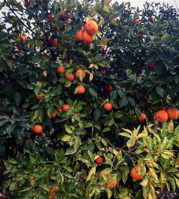  instame instamood instahub orange tree lebanon fruits nature...
