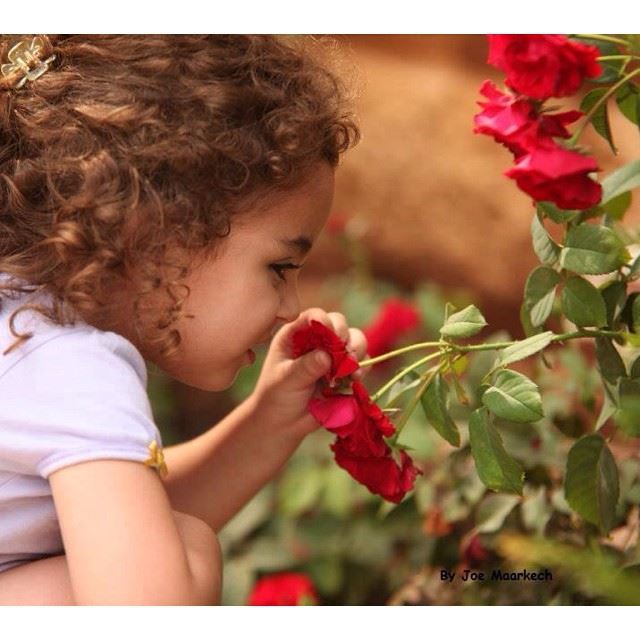  InstaSize  lebanon  flowers  red  beauty  photography ...