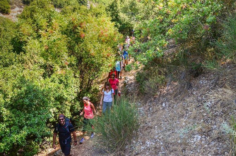 🌳Into the woods🌳a snap from our hike to Wadi el Salib. Public events are... (My Adventures Lebanon)