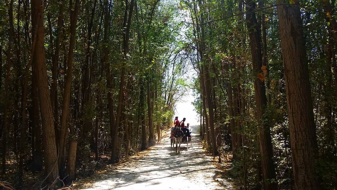 Into the woods🌳🌳🌳🐎🌳🌳🌳  livelovebekaa  livelovebeirut  wearelebanon ... (Taanayel- Bekaa)