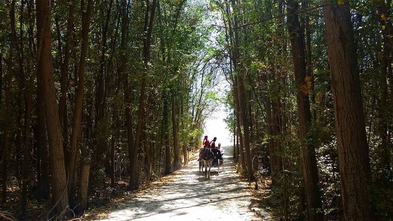 Into the woods🌳🌳🌳🐎🌳🌳🌳  livelovebekaa  livelovebeirut  wearelebanon ... (Taanayel- Bekaa)