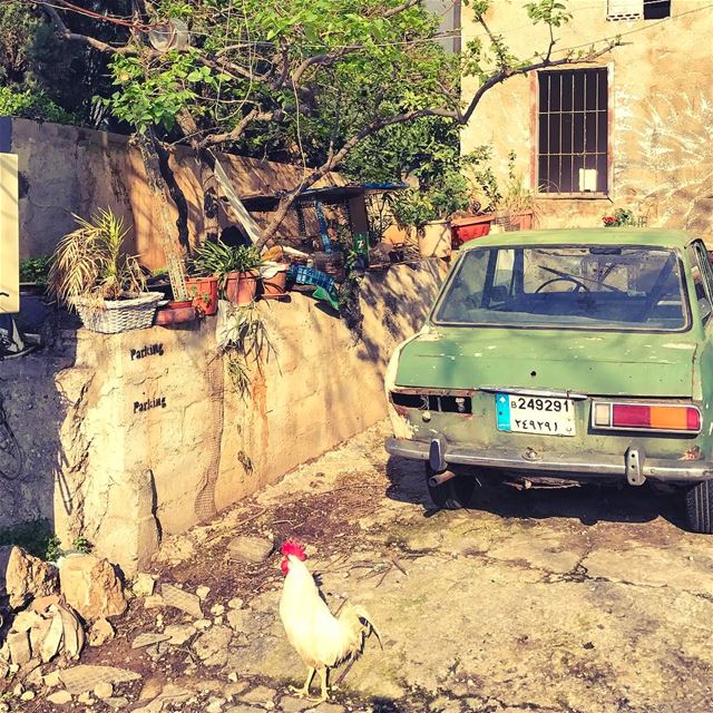 It ain't no morning without 🐓 Lebanon tb travel travelgram traveler... (Beirut, Lebanon)
