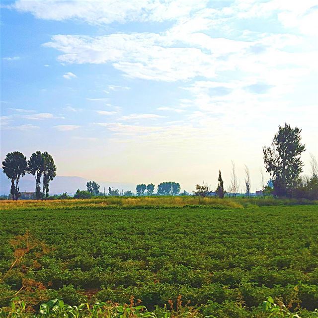 It's a new  dawn. It's a new  day. It's a new  Life. For me. And I'm... (Beqaa Valley)