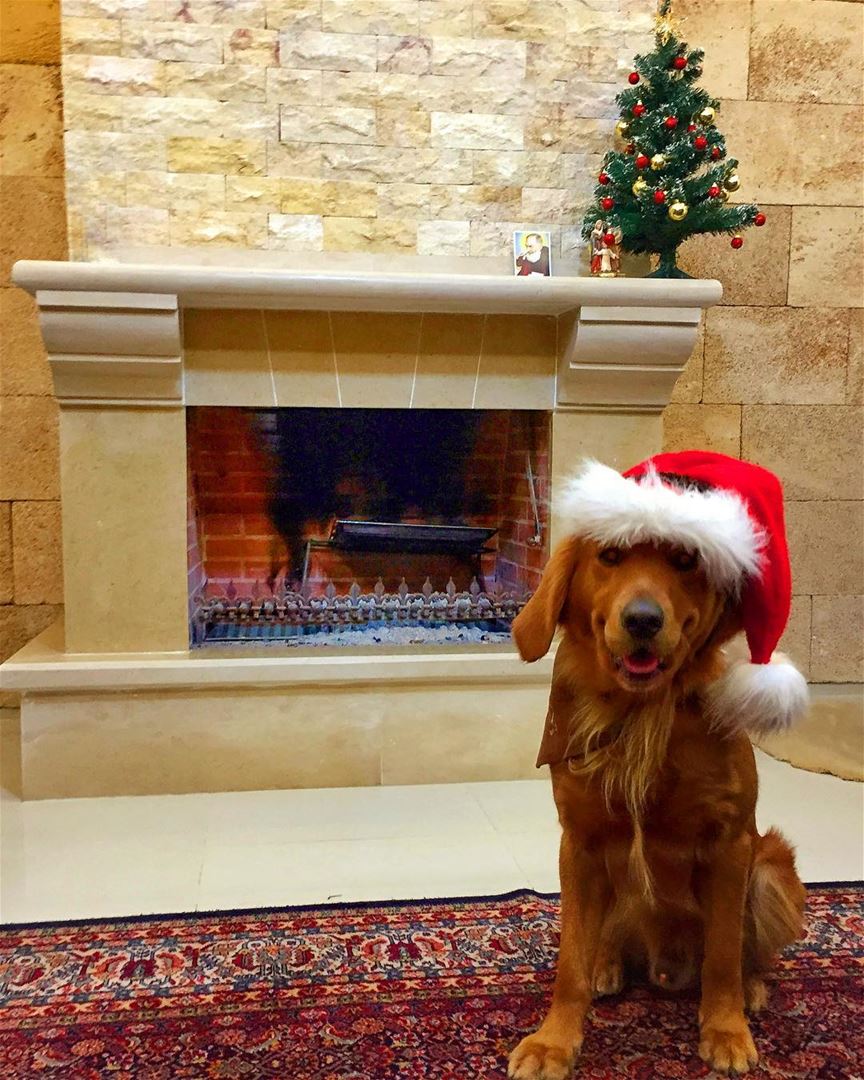 It’s beginning to look like christmas ...🎄🎅❤️🦁  livelovepets ... (Mount Lebanon Governorate)