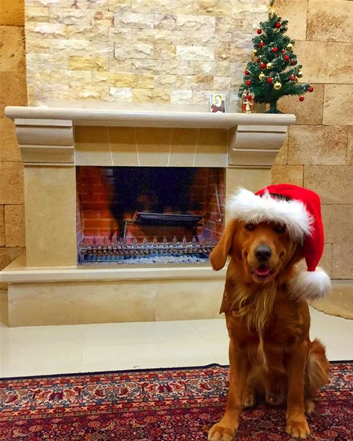 It’s beginning to look like christmas ...🎄🎅❤️🦁  livelovepets ... (Mount Lebanon Governorate)