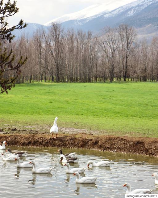 It's Ducking Monday again! 🐔 (West Bekaa)