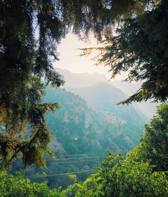 It's in the wind. It's in the trees. Listen hard and you will see.  wind ... (Arz Tannourine)