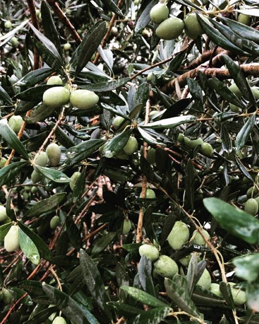 It's olive season! 💚🍃💚 (Deir El Kamer, Mont-Liban, Lebanon)