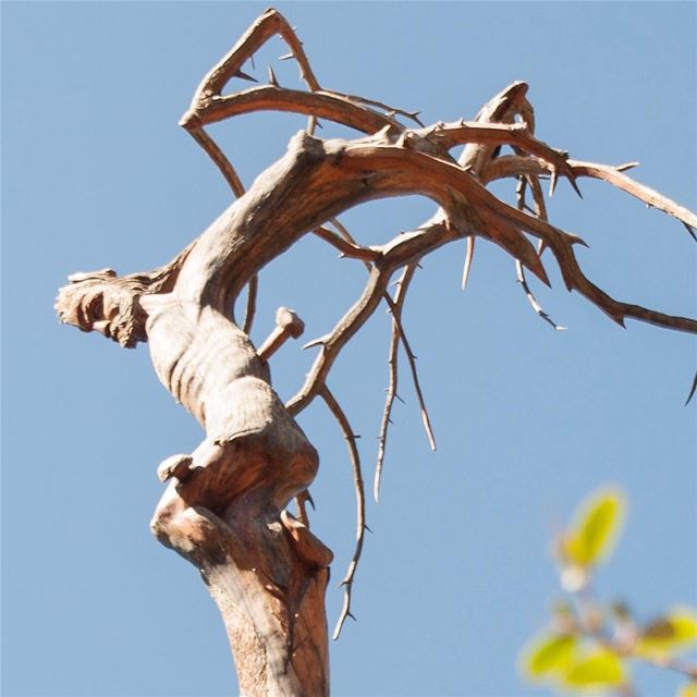 🇱🇧 Jesus esculpido nos galhos de um antigo cedro. Esta e outras obras... (Cedars of God)