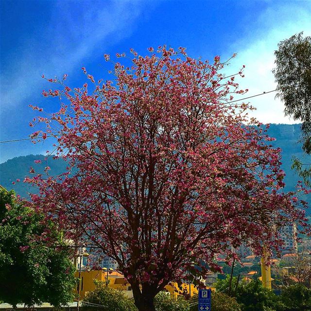  jounieh  livelovejounieh  harissa  beirut  beiruting  livelovebeirut ... (Joünié)