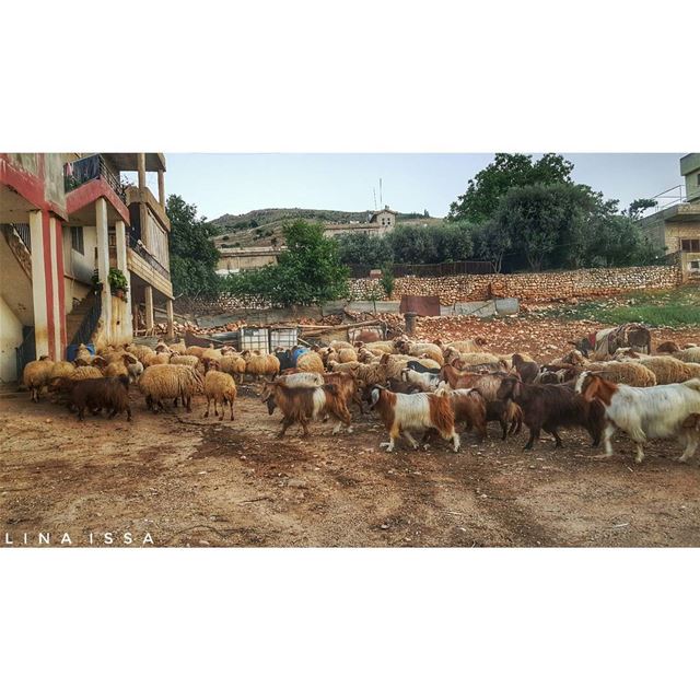 🐑🐏🐑🐏 (Jubb Jannin, Béqaa, Lebanon)