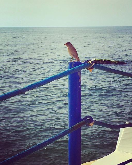 Just before the sun sets... bird sea horizon nature lebanon... (Sporting Club Beach)