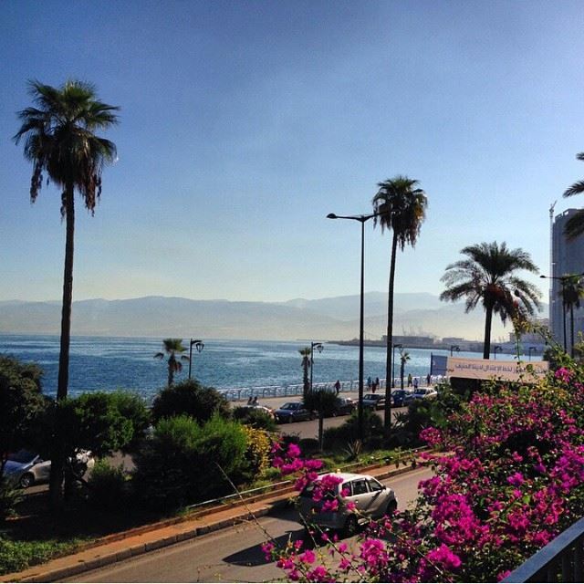 Just Beirut this morning. Beirut Hamra corniche AUB bizcaf palmtrees mountains Mediterranean