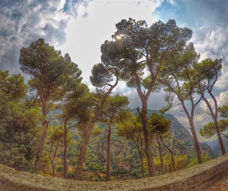 🌳 (Kadisha Valley)