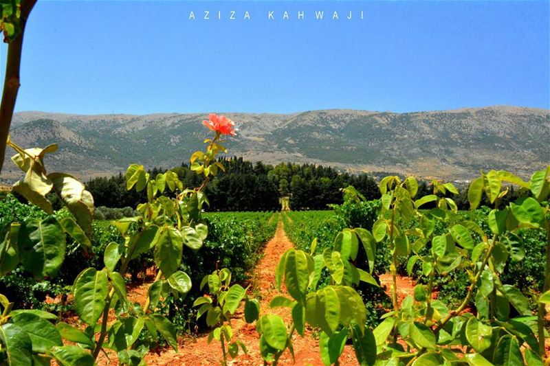 KefrayaHappiness radiates like the fragrance from a flower and draws all... (Kefraïya, Liban-Sud, Lebanon)