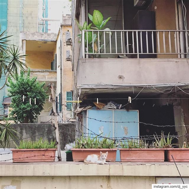 Kitteh. (Beirut, Lebanon)