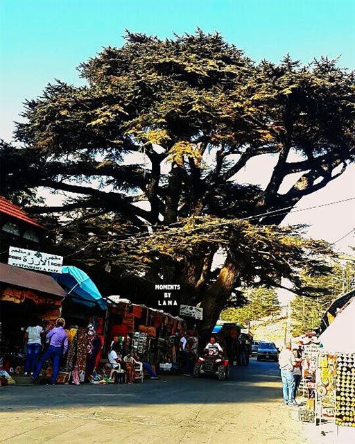 L a  M a r t i n e 🌳 LAMA_YOUSSEF  moments_by_lamayoussef ❤ (Cedars of God)