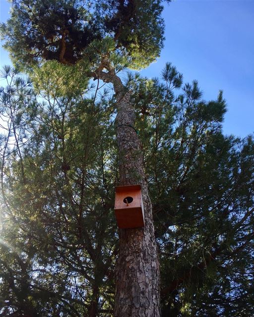 "L'oiseau choisit l'arbre sur lequel il veut se reposer mais l'arbre peut -