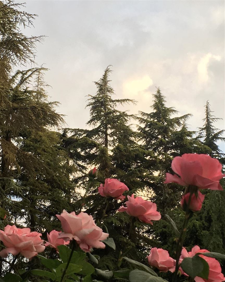 La Vie en Rose  roses  cedars  beautiful  weather ...