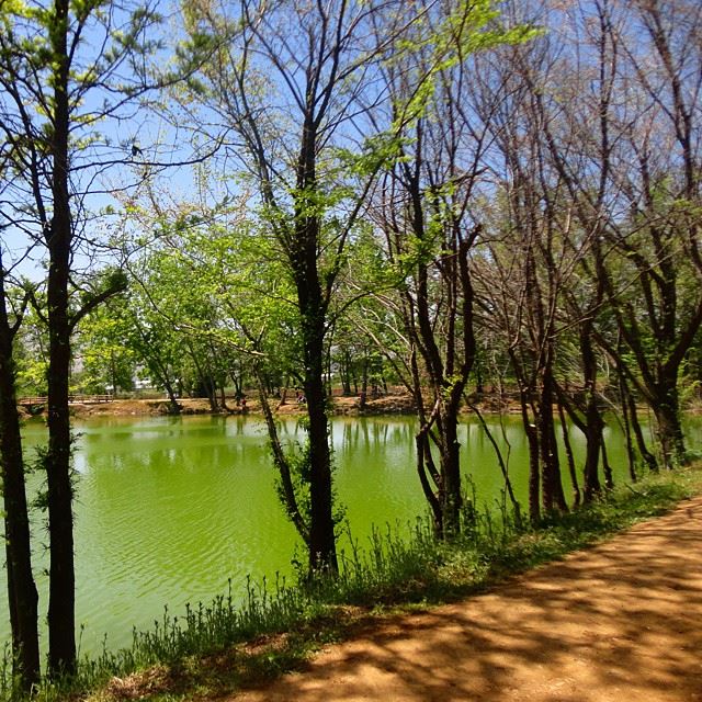 lacdetaanayel lakelacdiscoverlebanon discoverlebanonsnature reserve naturetreeswaterloves_lebanon whatsuplebanon (Deïr Taanâyel, Béqaa, Lebanon)