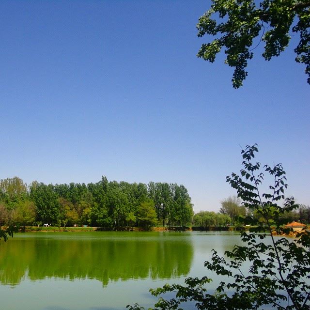 lacdetaanayel lakereflection treesdiscoverlebanon discoverlebanonsnature whatsuplebanon loves_lebanon bôliban