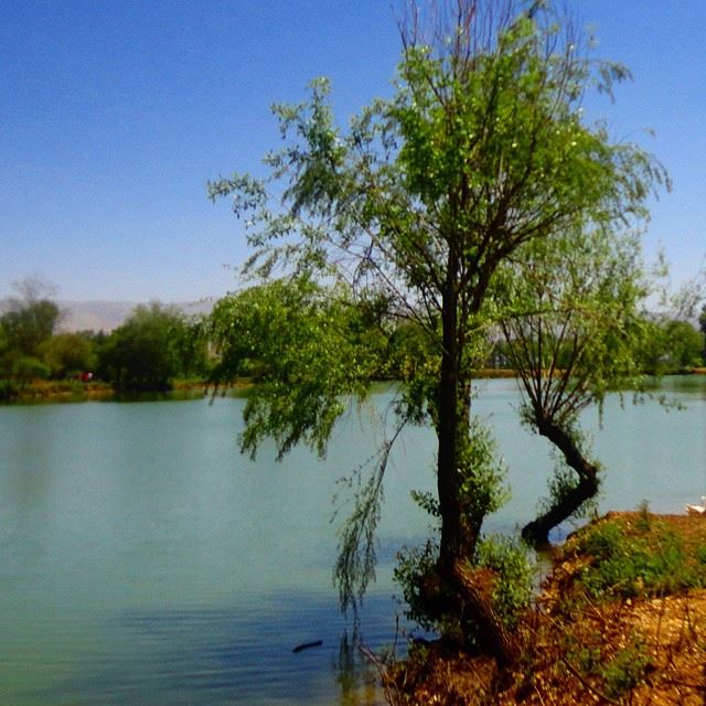 lakelacdetaanayel beautifullebanon discoverlebanon discoverlebanonsnature whatsuplebanon loves_lebanon treeswater (Taanayel Lake)