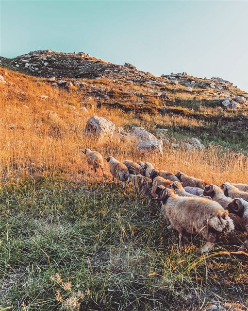 Laqlouq. . . . . . . . . __________________________________________... (El Laqloûq, Mont-Liban, Lebanon)