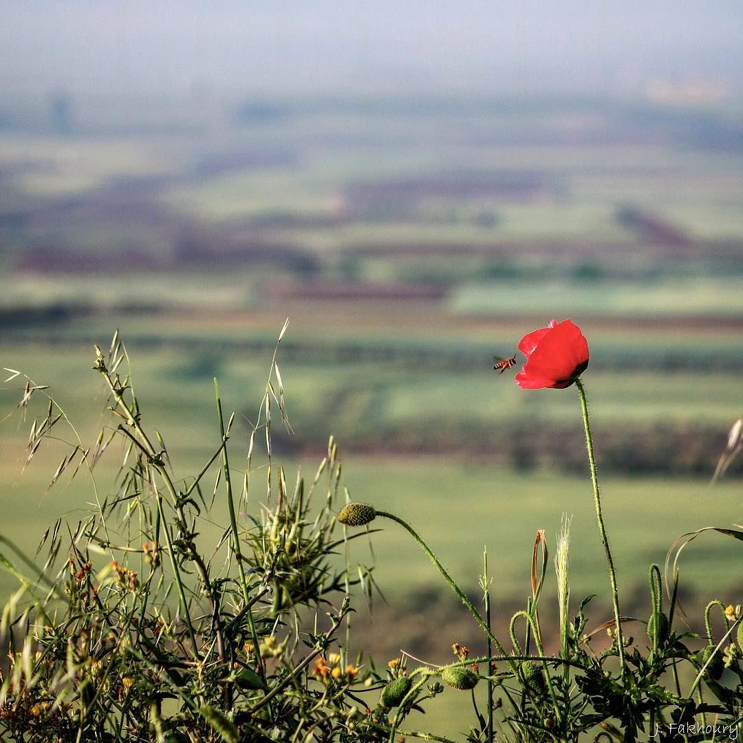 Late spring visits 🌹🐝 @livelovemarjeyoun (Marjayoûn, Al Janub, Lebanon)