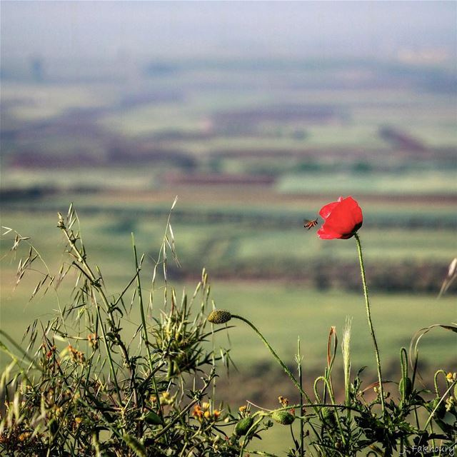 Late spring visits 🌹🐝 @livelovemarjeyoun (Marjayoûn, Al Janub, Lebanon)