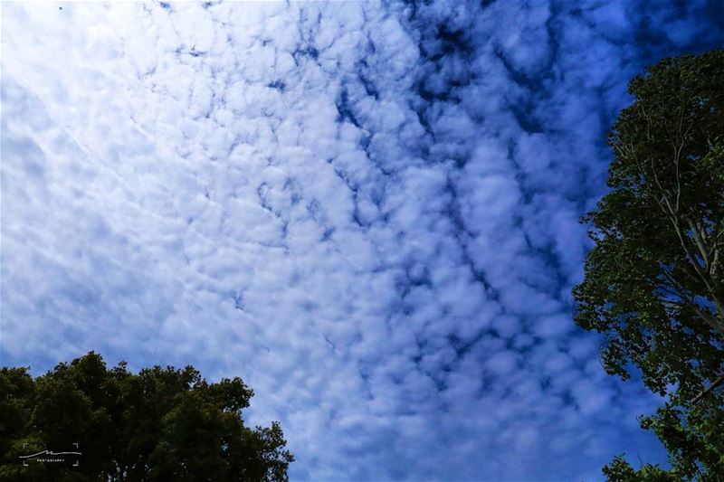 Lay down and look up ⛅ (TAFLA)