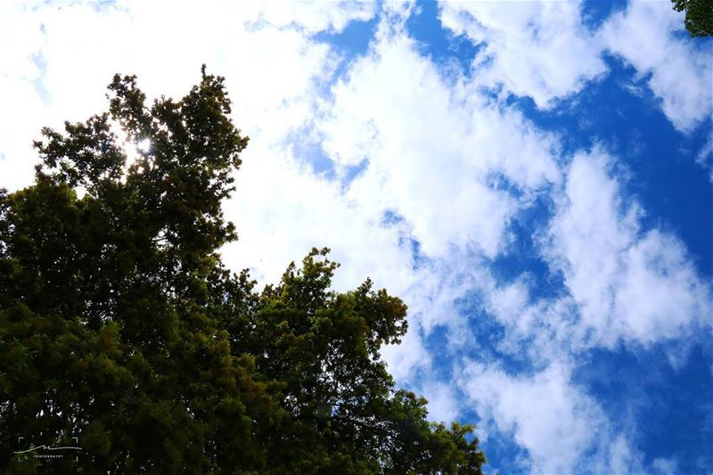 Laydown and look up ☉⛅ (TAFLA)