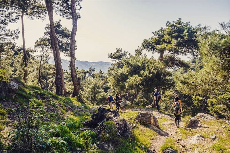 Leave me here 🌲🌲🌳🌳... (`Akkar Al `Atiqah, Liban-Nord, Lebanon)