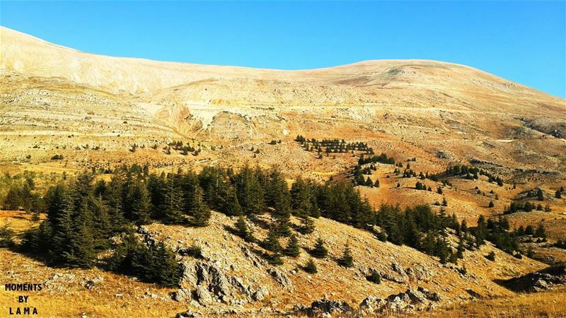  lebanesenature_  LAMA_YOUSSEF  moments_by_lamayoussef 🌲 (The Cedars of Lebanon)