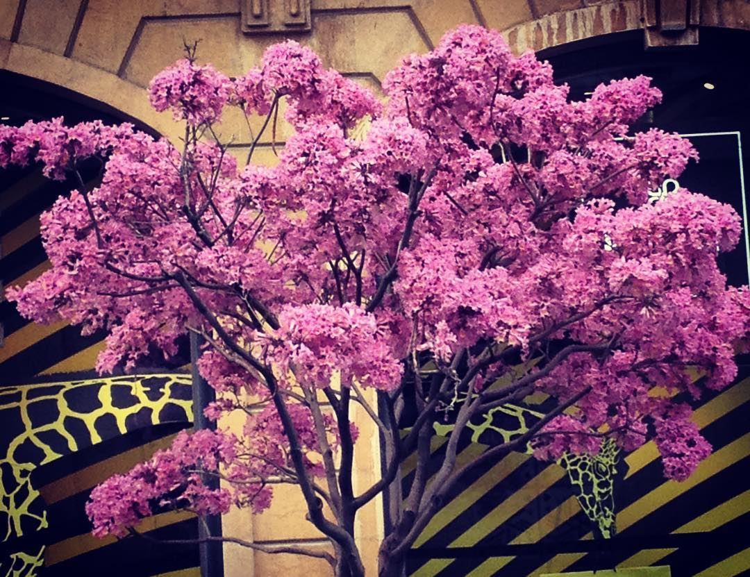  Lebanon  Beirut  mycitybeirut  spring  flowers ... (Beirut Down Town)