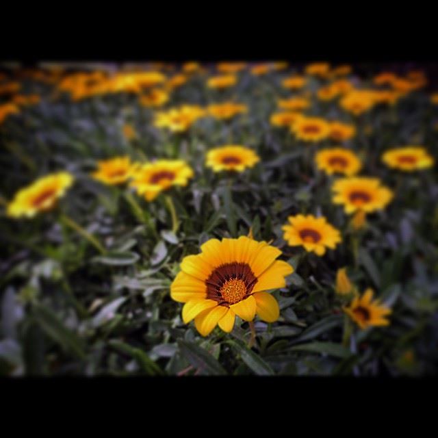 Lebanon, Beirut, Tuesday, May 12, 2015. Spring comes early in Lebanon. In...