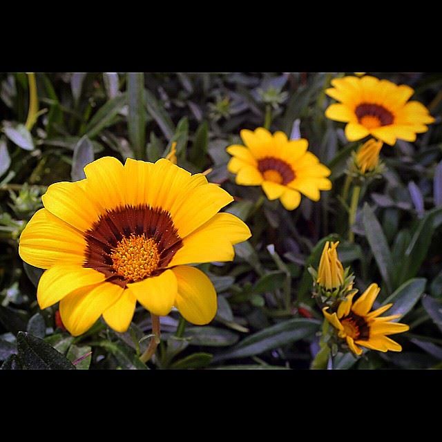 Lebanon, Beirut, Tuesday, May 12, 2015. Spring comes early in Lebanon. In...