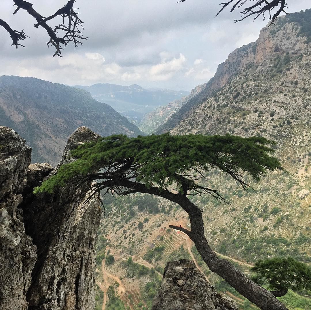 🌲🇱🇧 lebanon cedars  middleeast  travel  nofilter  travelphotography ... (Tannurin At Tahta, Liban-Nord, Lebanon)