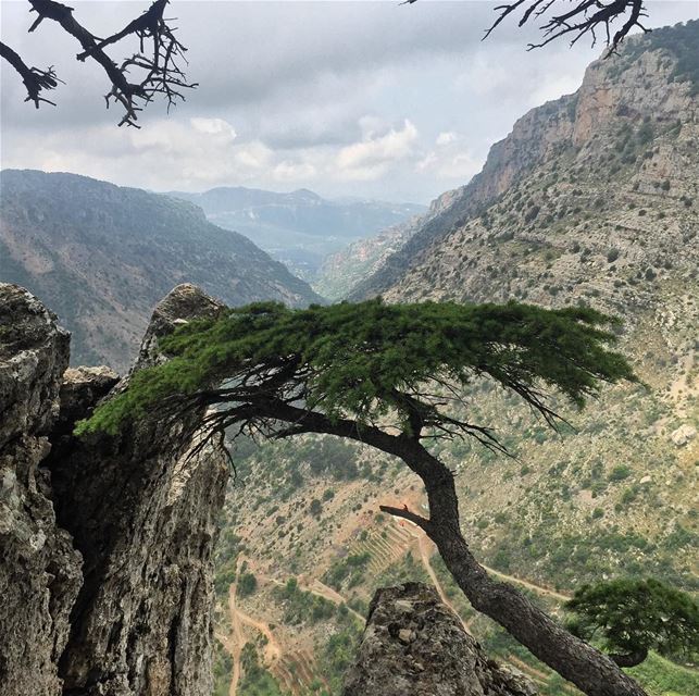 🌲🇱🇧 lebanon cedars  middleeast  travel  nofilter  travelphotography ... (Tannurin At Tahta, Liban-Nord, Lebanon)