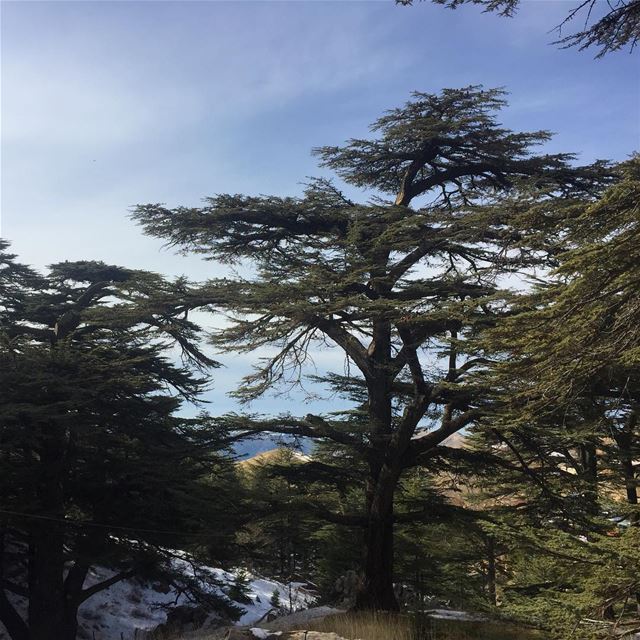  lebanon  cedars  mountains  snow  livelovelebanon  beautifullebanon ... (Cedars of God)