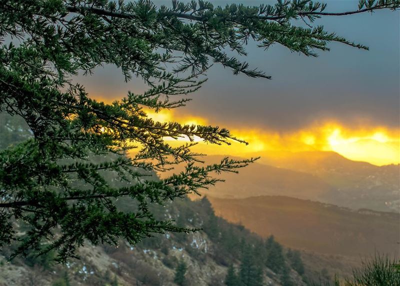 Lebanon cedars nature landscape snow lebanon_hdr beautifullebanon... (Al Shouf Cedar Nature Reserve)