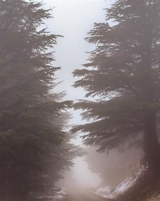 Lebanon cedars snow nature landscape lebanon_hdr loves_lebanon... (Al Shouf Cedar Nature Reserve)