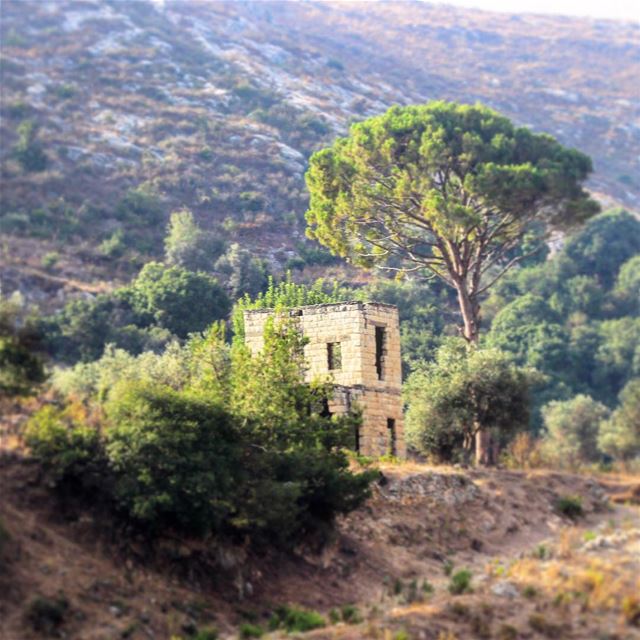  lebanon  house  old  stone  Dalhoun  pine  trees  green  nature ...