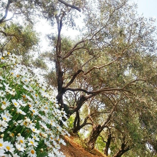  lebanon  jeita  beautiful  flowers  trees  lebanoninstagram ...