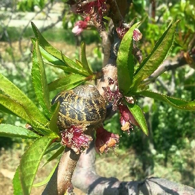  lebanon  maasserbeiteldine  spring ...